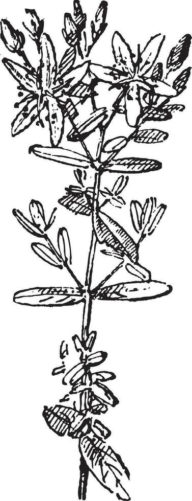 Saint John's moût ou hypericum perforée, ancien gravure vecteur