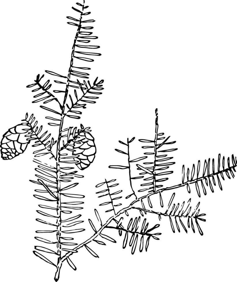 genre Tsuga, carr. ciguë ancien illustration. vecteur