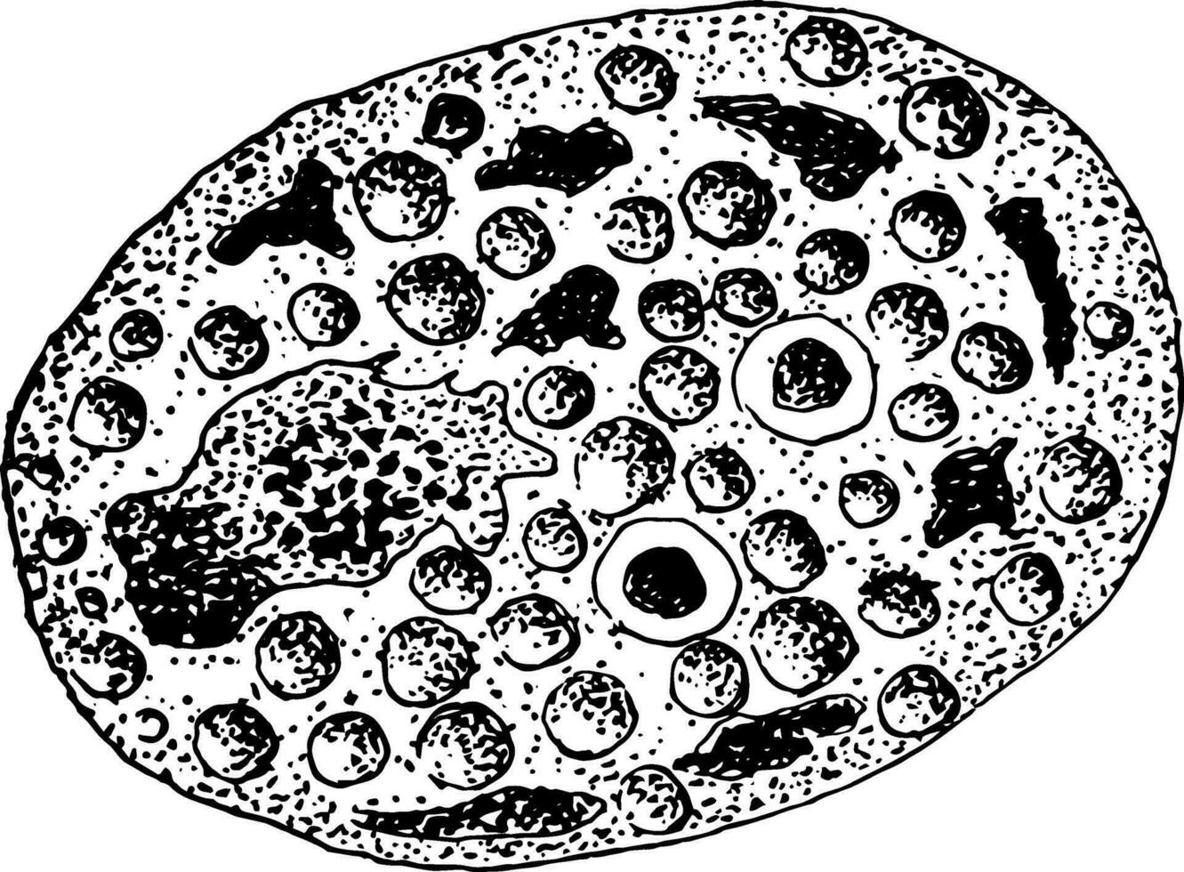 la fusion de Oeuf et noyaux de spermatozoïdes de cyclospora Cayetanensis, ancien illustration vecteur