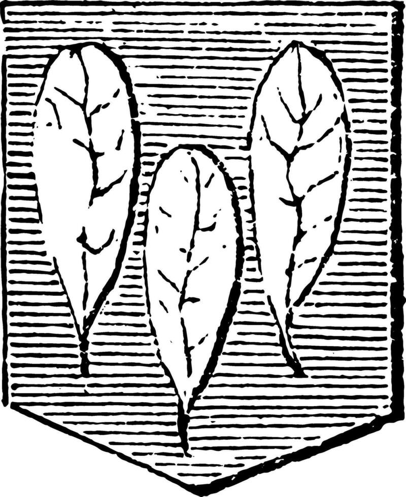 feuilles glissé de le Stock ou bifurquer, ancien gravure. vecteur