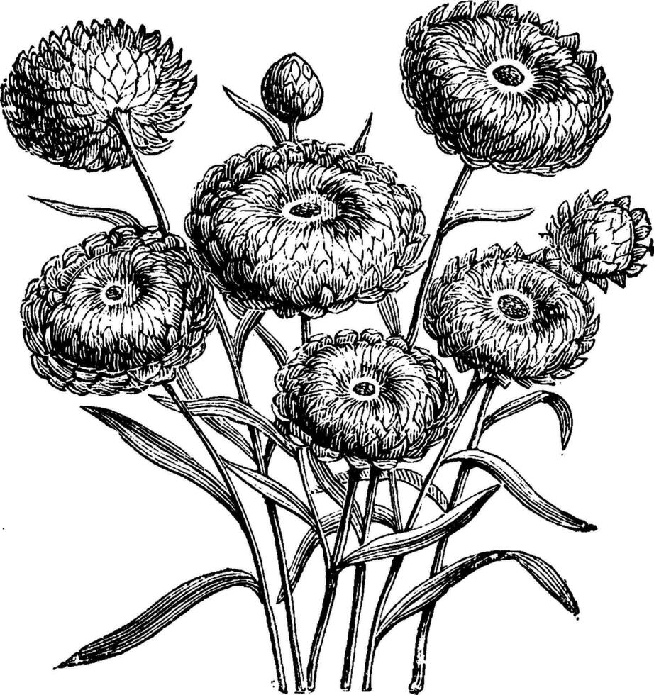 fleur têtes de éternelles hélichryse bractéatum composé ancien illustration. vecteur