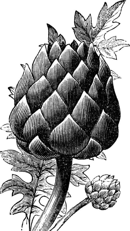 artichaut, globe artichaut ou cynara cardunculus vieux gravure. vecteur