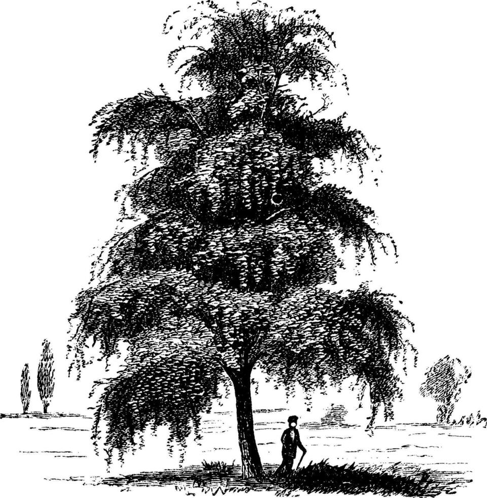 bouleau ou bétula, arbre, ancien gravure. vecteur