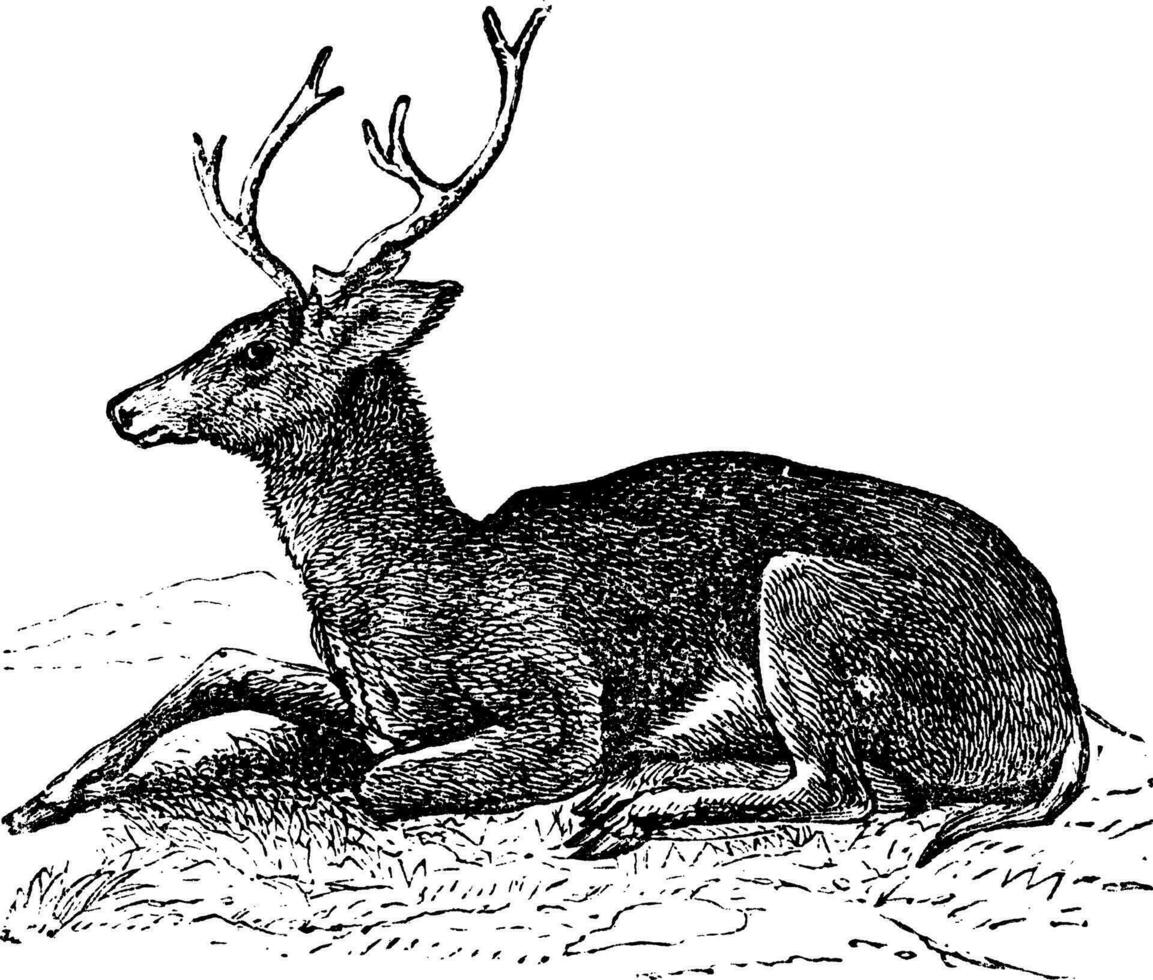 mule cerf ou odocoileus hémion ancien gravure vecteur