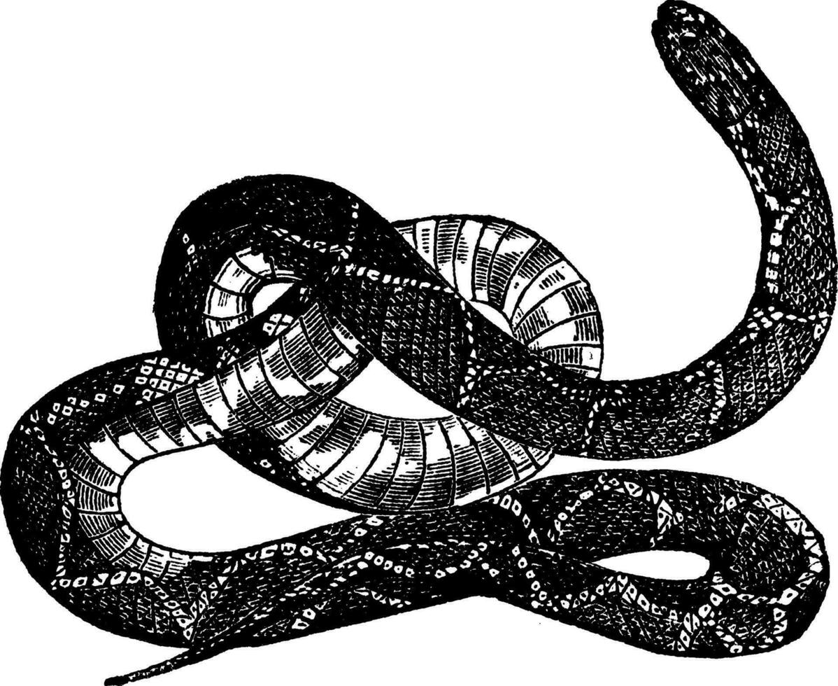 Roi serpent ou lampropeltis getula ancien gravure vecteur