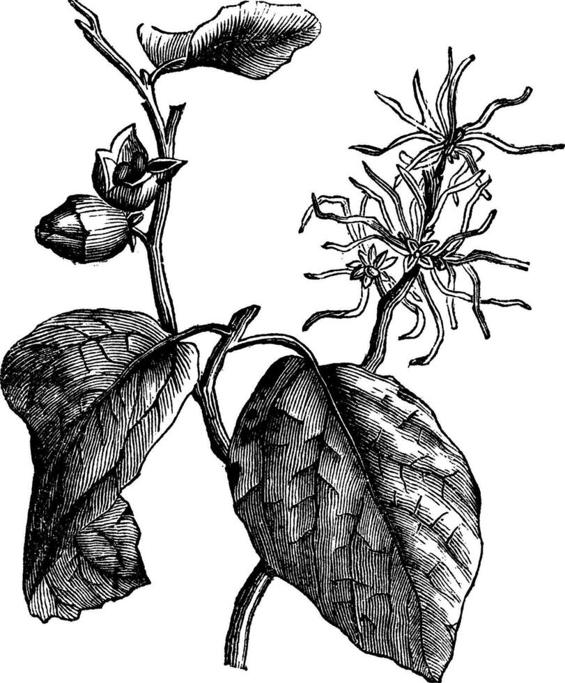 sorcière noisette hamamélis virginiana ou floraison hivernale ancien gravure vecteur