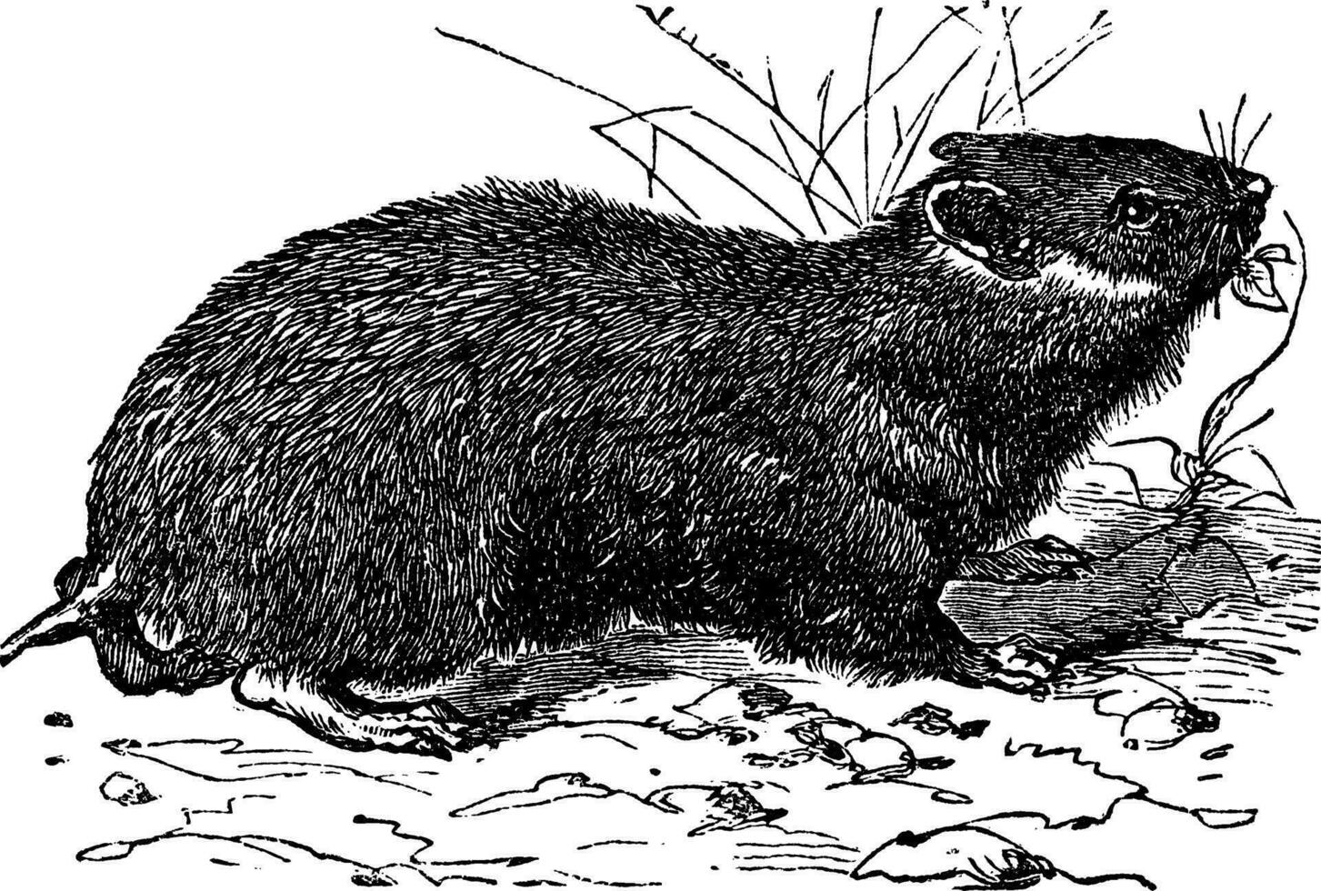 hamster cricétus vulgaris ancien gravure vecteur