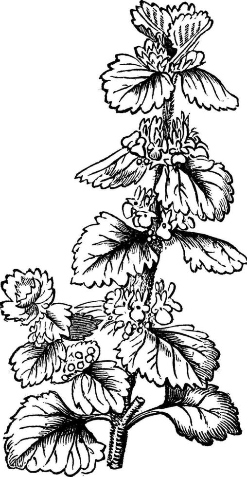 commun marrube ou marrubium vulgare ancien gravure vecteur