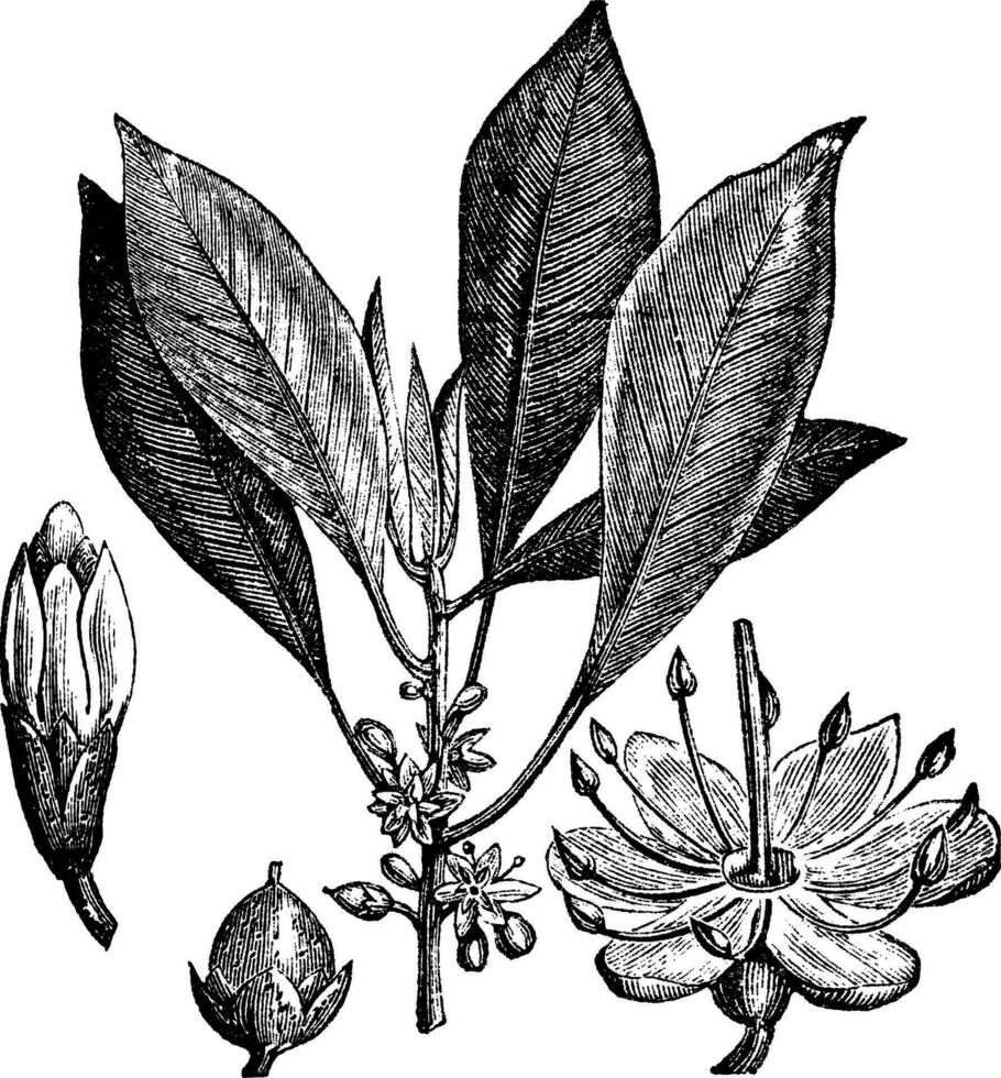 gutta-percha isonandra gutta ou palaquium gutta ancien gravure vecteur