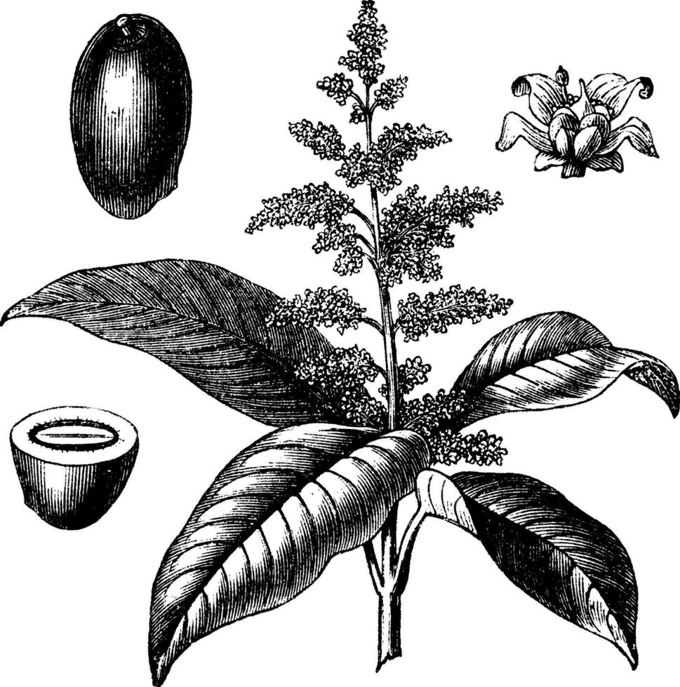 Indien mangue ou mangifera indica ancien gravure vecteur