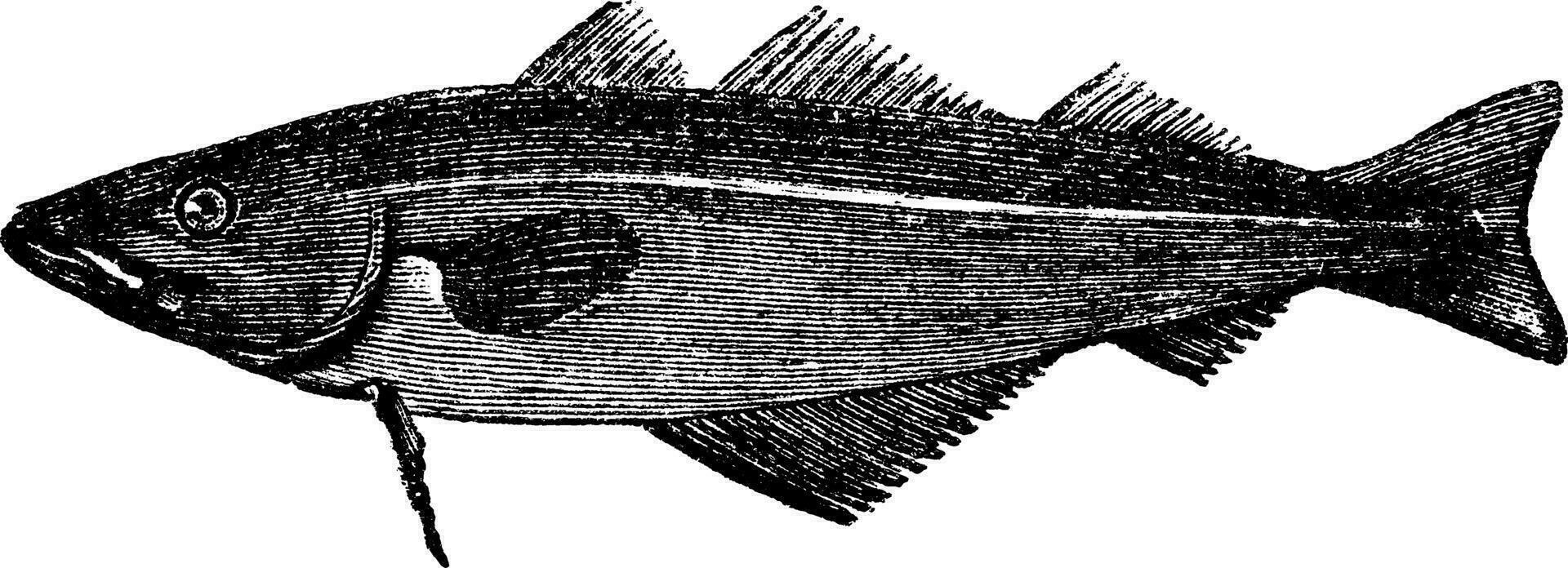 commun merlan merlangus purpuré, ancien gravure vecteur