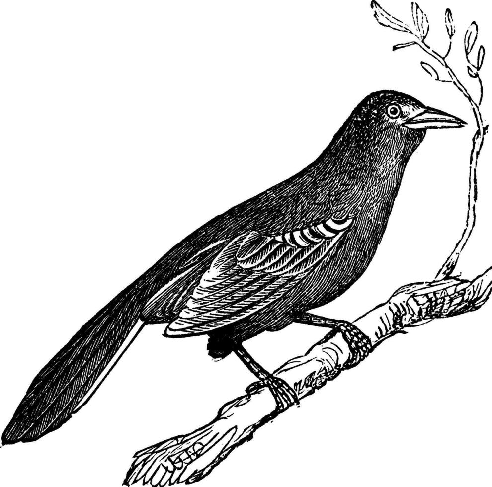 oiseau moqueur mimus polyglotte, ancien gravure vecteur