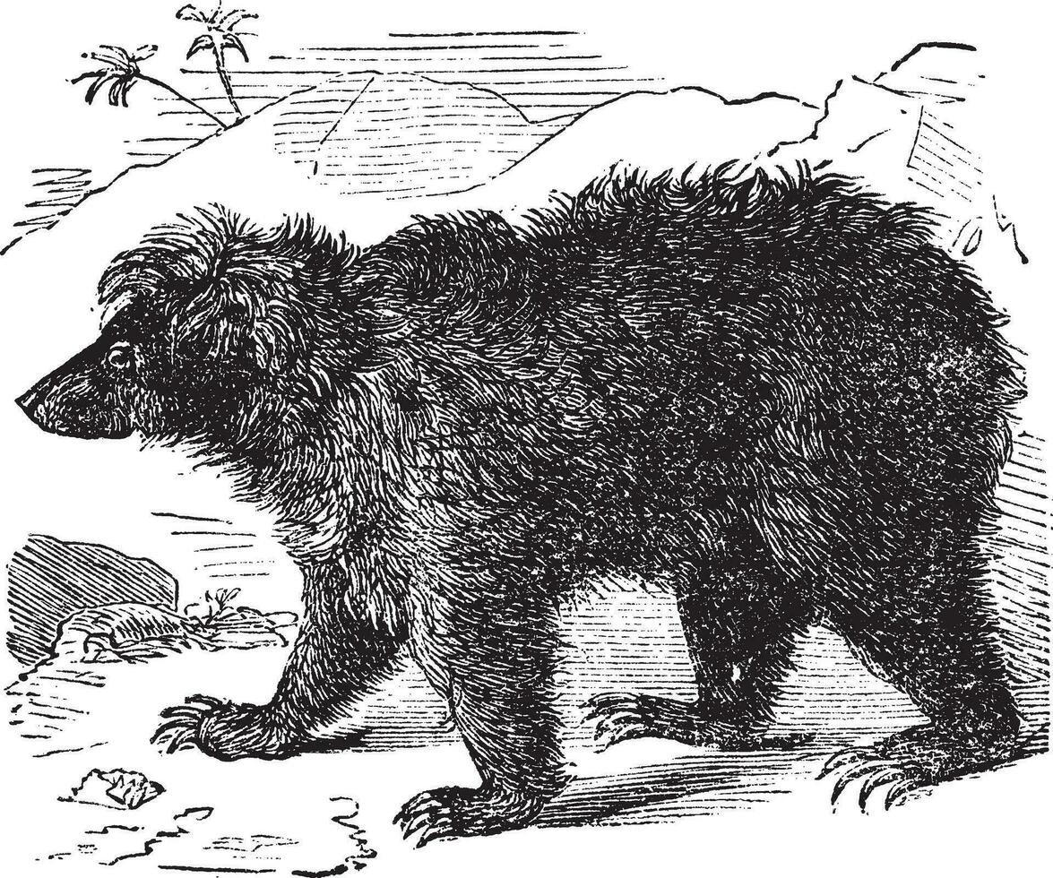 asiatique ours Ursus labiale, ancien gravure vecteur