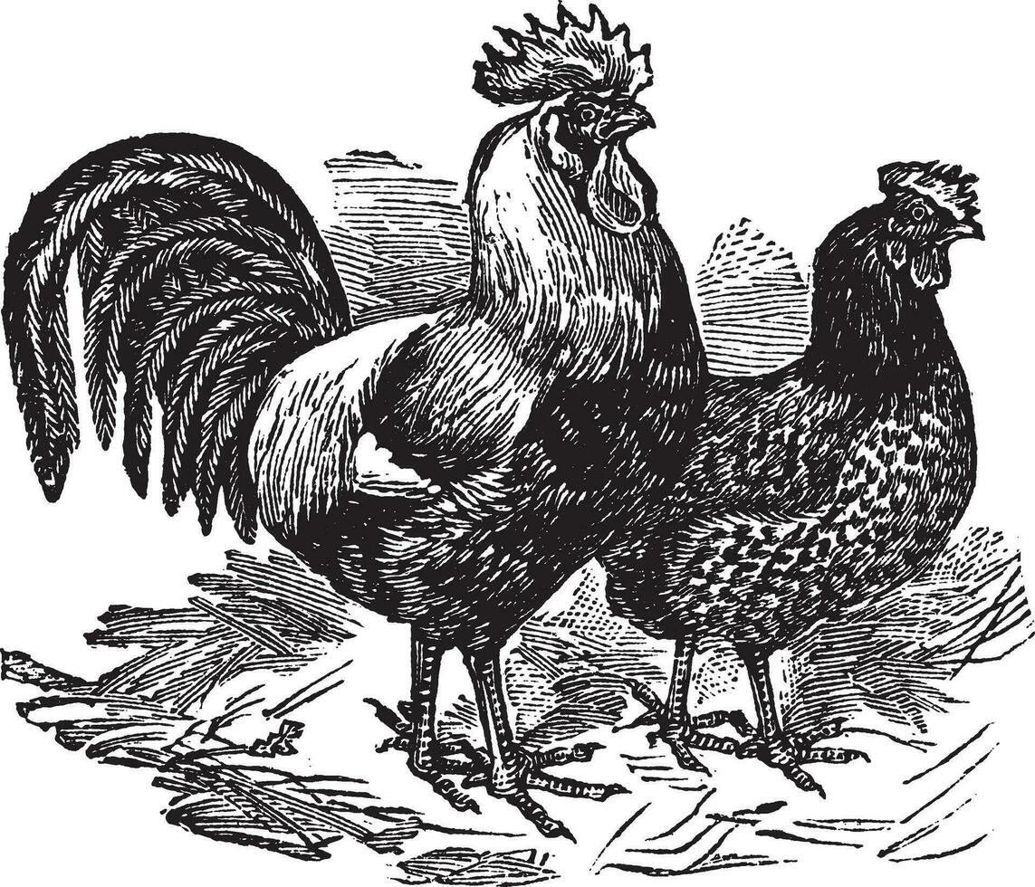 Masculin et femelle de docking poulet ancien gravure vecteur
