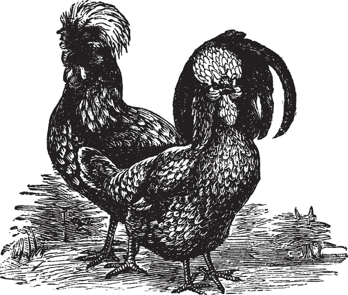 Masculin et femelle de Houdan poulet ancien gravure vecteur