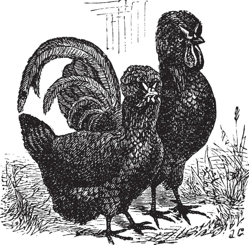 Masculin et femelle de crèvecoeur poulet ancien gravure vecteur