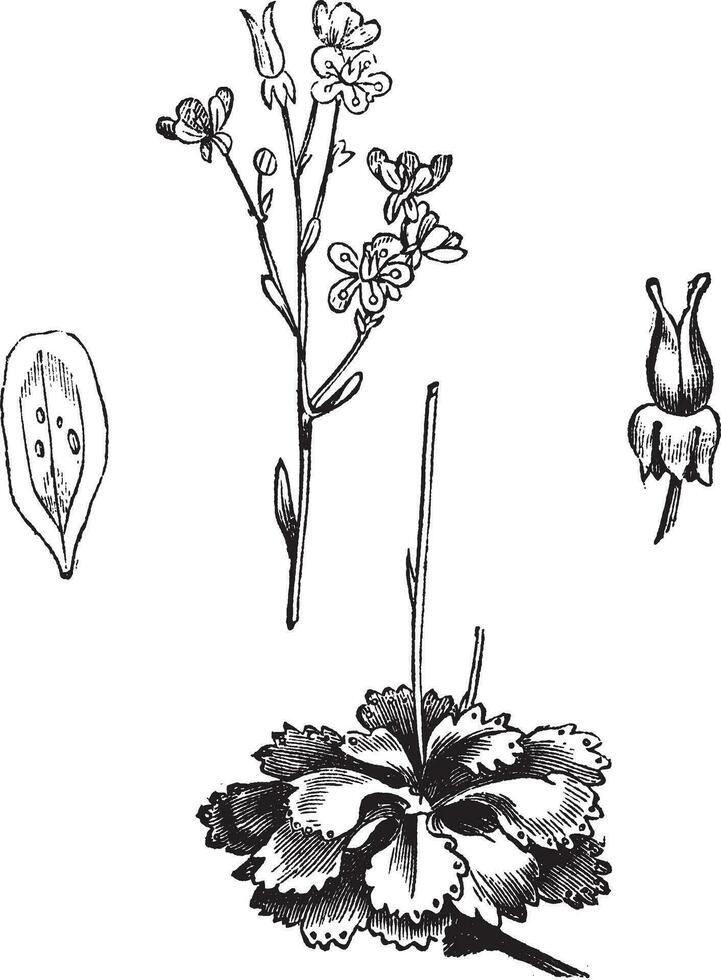 ombre saxifrage saxifraga ombrelle, ancien gravure. vecteur