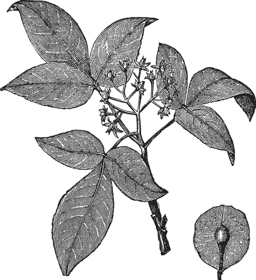 houblon ou ptéléa trifoliata ancien gravure vecteur