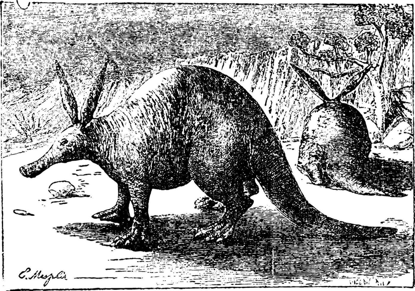 Aardvark, ancien gravure. vecteur