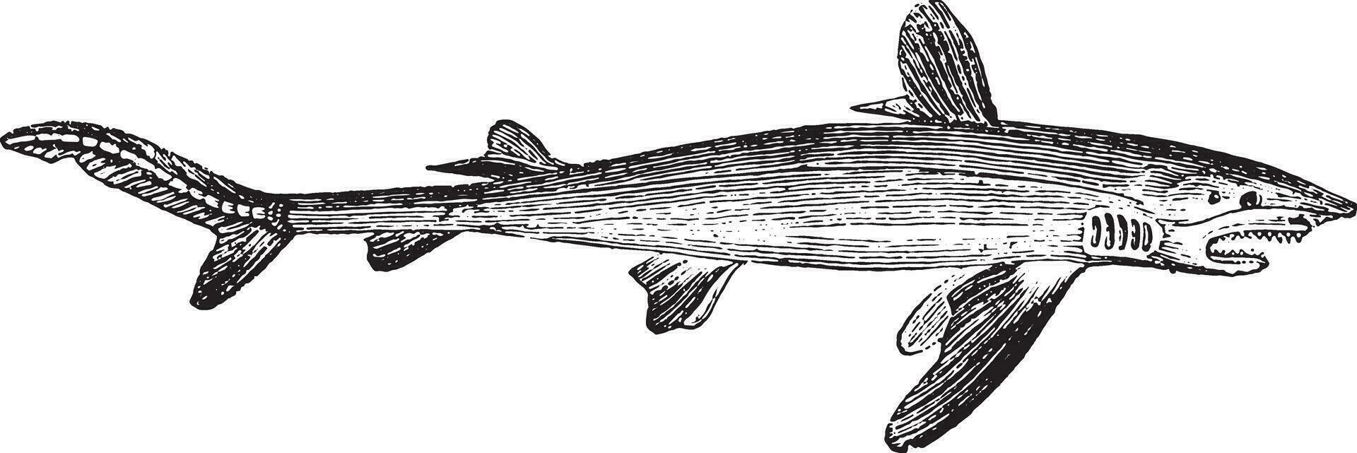 requin, ancien gravure. vecteur