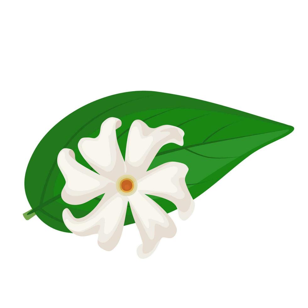 vecteur illustration, nuit floraison jasmin, aussi appelé durringar ou parijat, scientifique Nom nyctanthes arbor-tristis, isolé sur blanc arrière-plan,