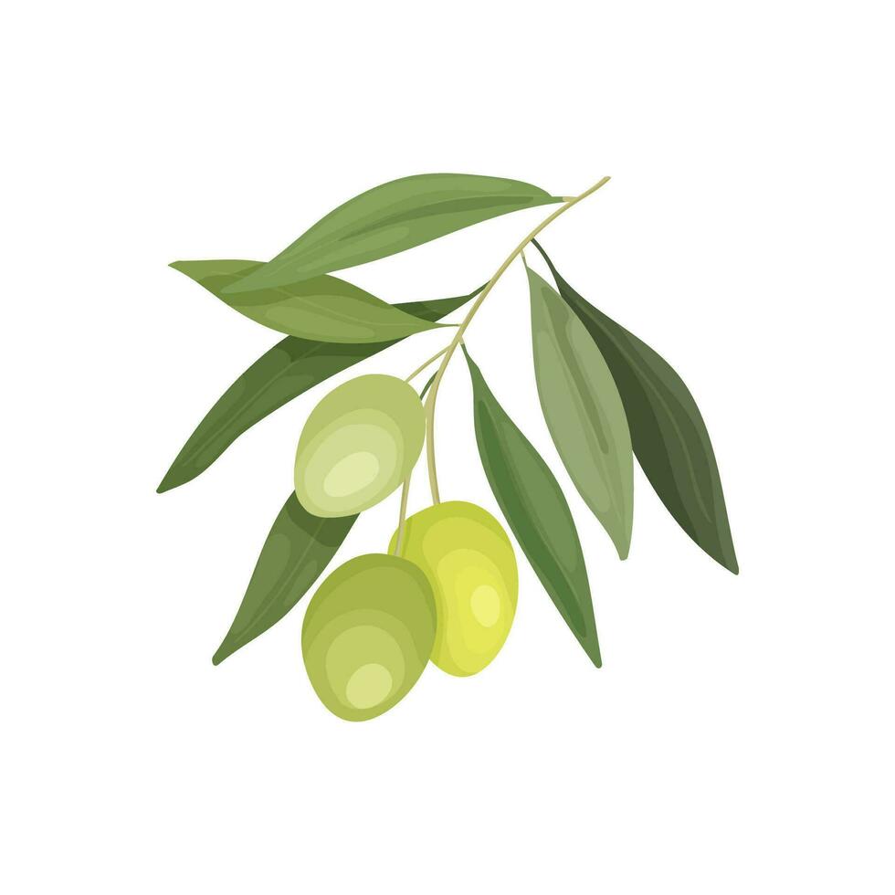 olive arbre branche avec des fruits dans une dessin animé style. olive pétrole bouteille conception, étiquette ou La publicité bannière vecteur