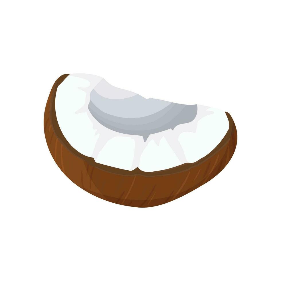 une pièce de noix de coco et noix de coco paume des produits. dessin animé pulpe et noix de coco coquille. vecteur