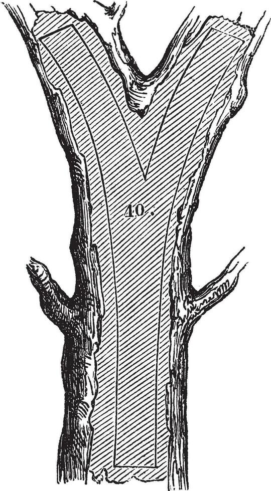 Comment une arbre est fabriqué dans bois - fourchette, ancien gravure vecteur