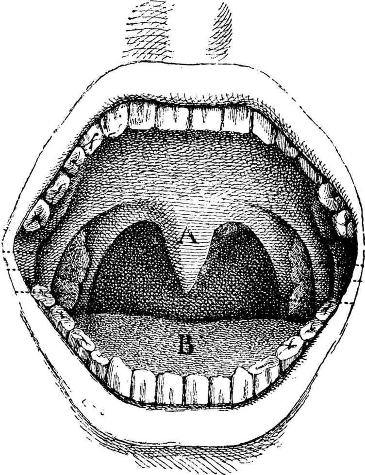 bouche à l'intérieur de le cavité, ancien gravure. vecteur