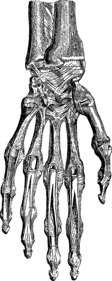radiocarpien articulation, carpien des os eux, carpo-métacarpien et main vecteur