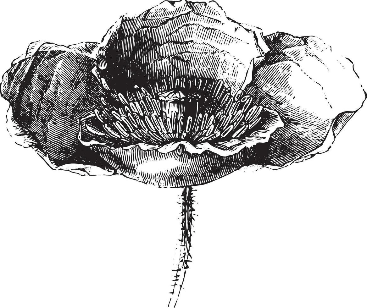somnifère coquelicot fleur ou opium coquelicot, ancien gravure. vecteur