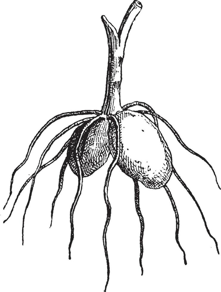 salep, ancien gravure vecteur