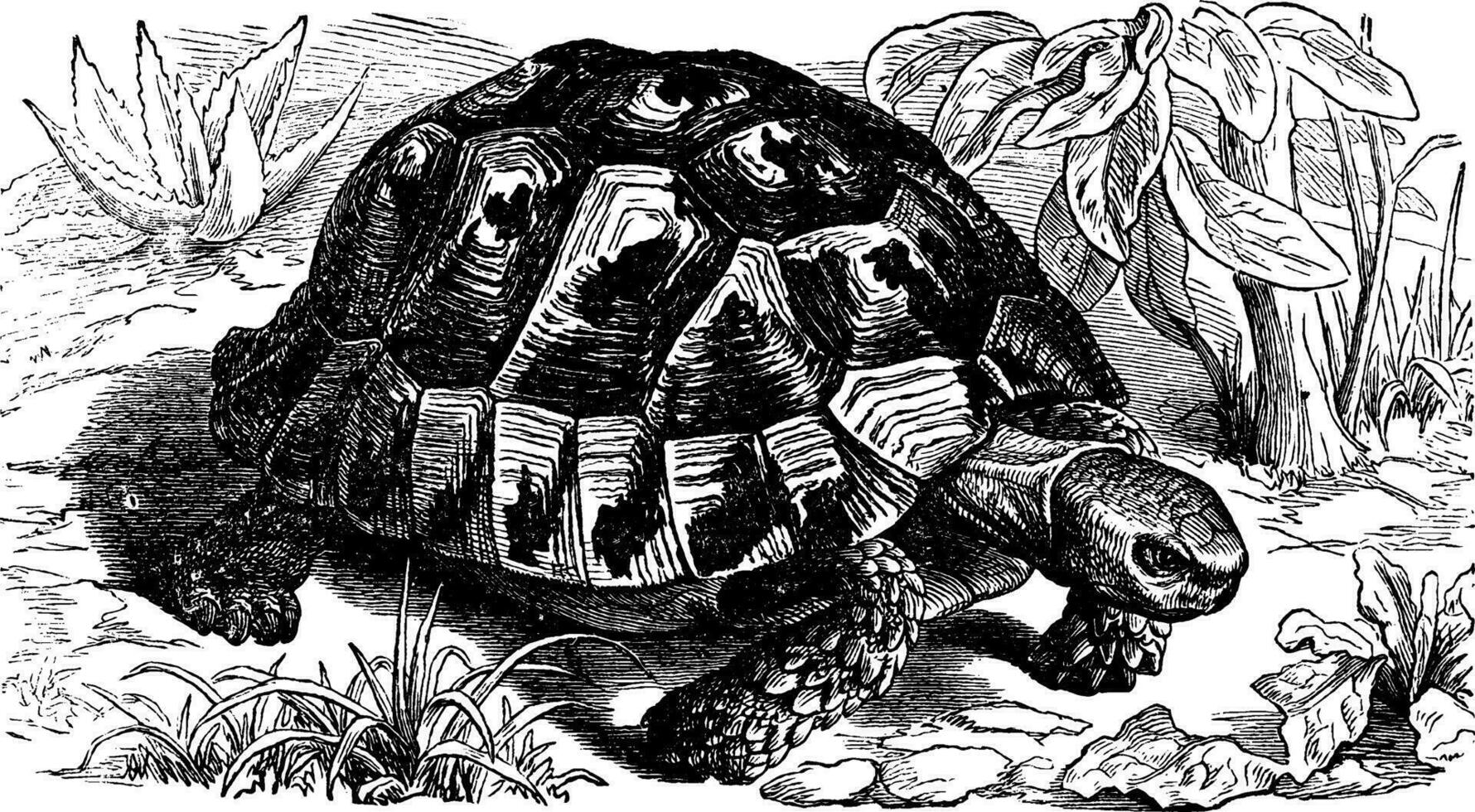 grecque tortue, ancien illustration. vecteur