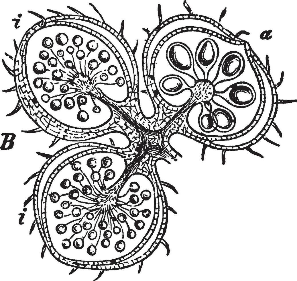 hétérosporie ancien illustration. vecteur