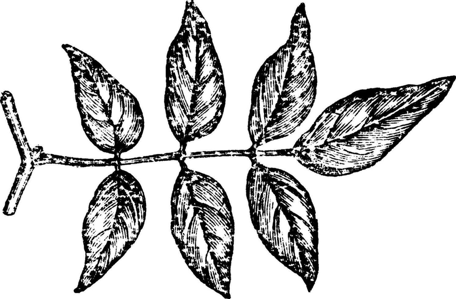 impari-penné feuille ancien illustration. vecteur