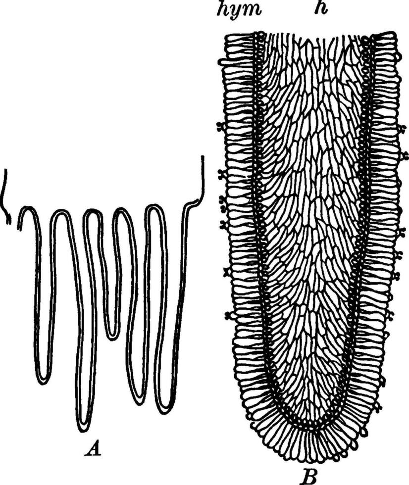 champignon branchies ancien illustration. vecteur