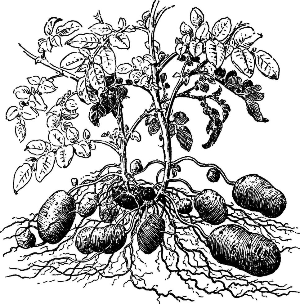 illustration vintage de plante de pomme de terre. vecteur