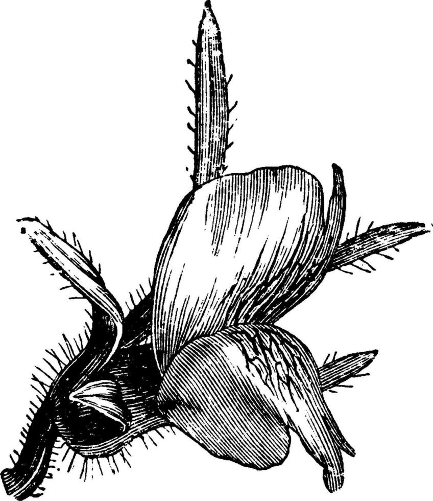 muflier orontium fleur ancien illustration. vecteur