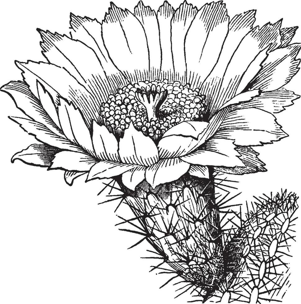 illustration vintage de cactus. vecteur