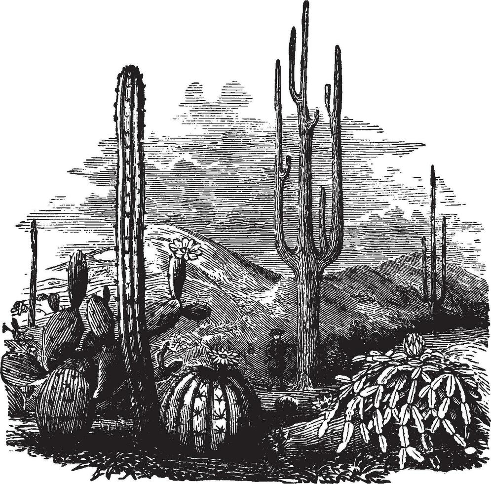 cactus ancien illustration. vecteur