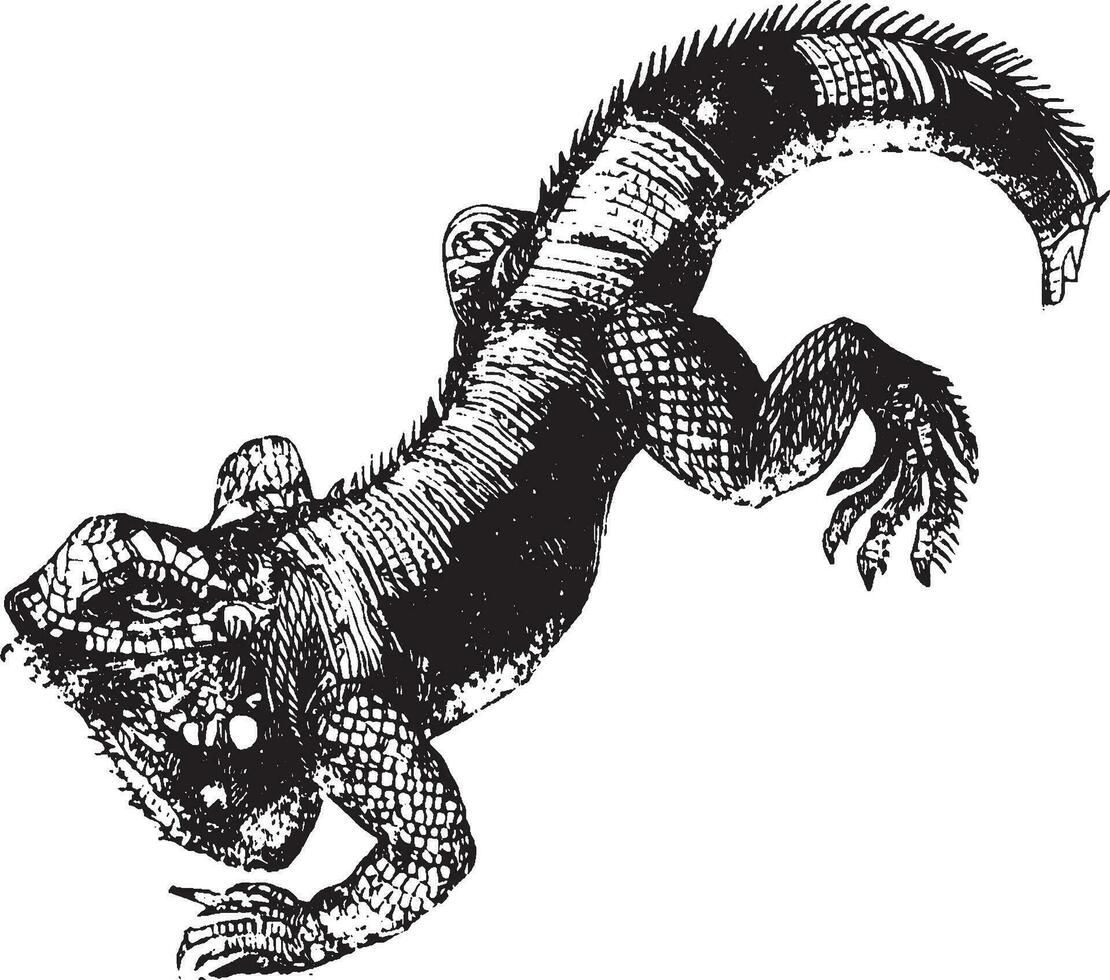 iguane, ancien illustration. vecteur