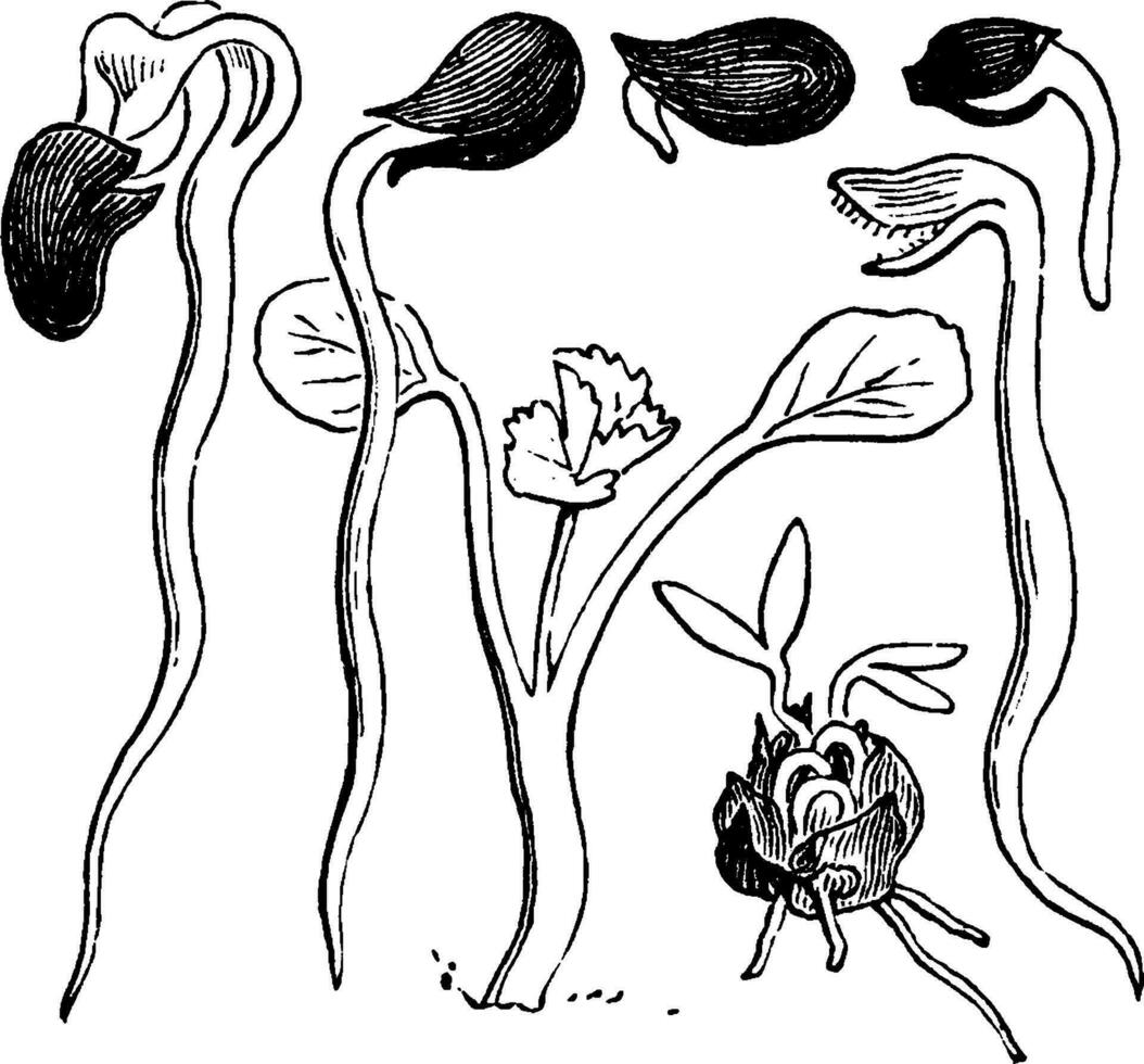 germination ancien illustration. vecteur