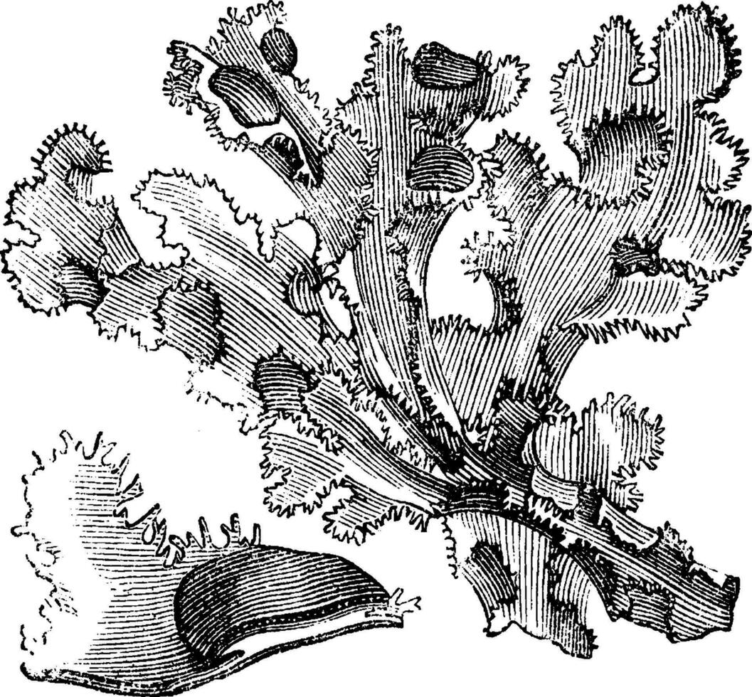 Islande mousse ancien illustration. vecteur