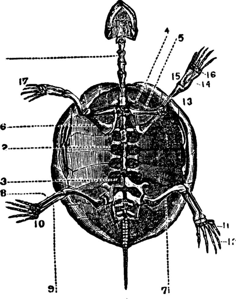 squelette de une tortue, ancien illustration. vecteur