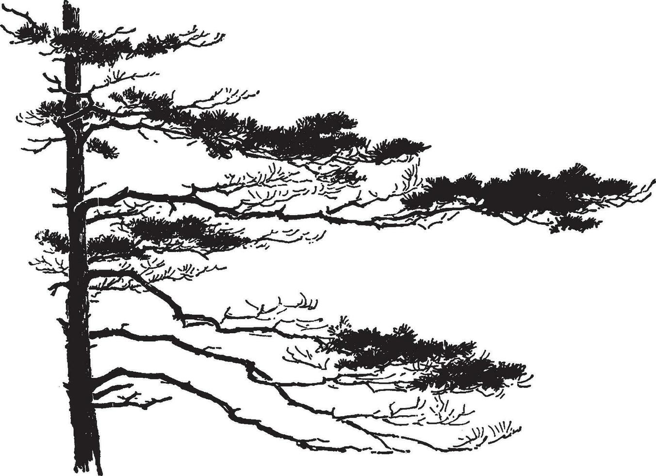 arbre branche ancien illustration. vecteur