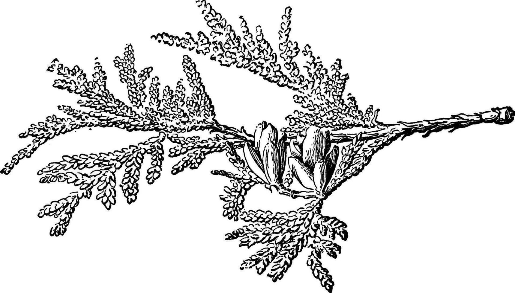 thuya occidentalis ancien illustration. vecteur
