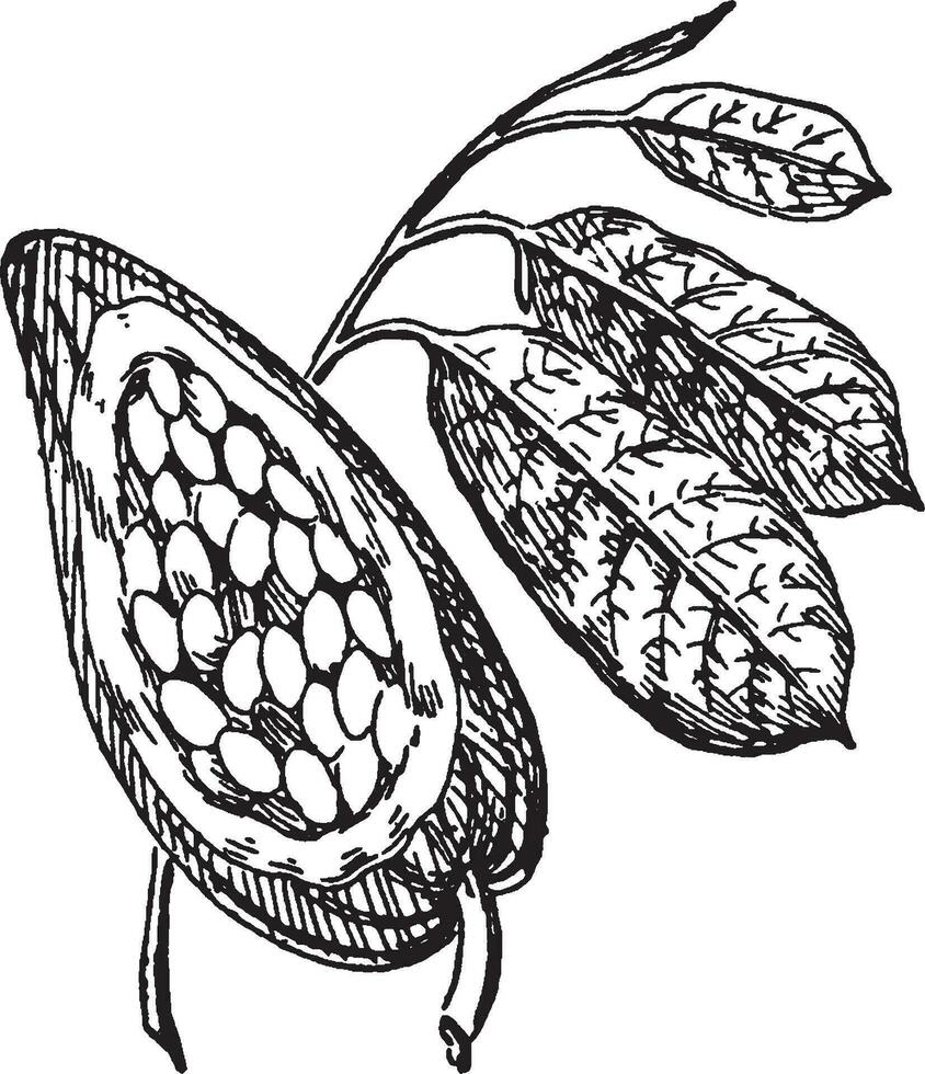 cacao ancien illustration. vecteur