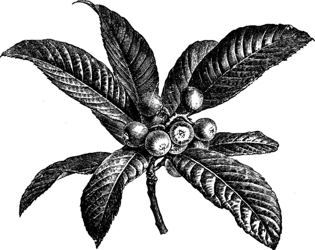 fructification rameau de photinia japonica ancien illustration. vecteur