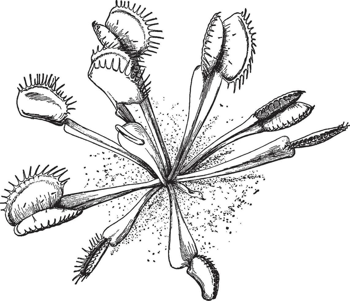 Vénus piège à mouches ancien illustration. vecteur