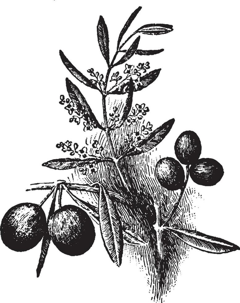 olive ancien illustration. vecteur